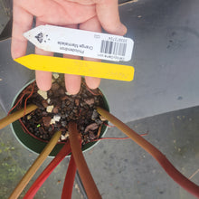 Load image into Gallery viewer, Philodendron Orange Marmalade, Exact Plant Ships Nationwide
