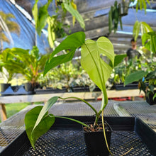 Load image into Gallery viewer, Monstera Sierrana Hawaii Clone, Exact Plant Ships Nationwide
