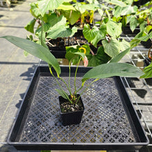 Load image into Gallery viewer, Anthurium Sherzerianum &quot;Pig Tail&quot;, Exact Plant Speckled Ships Nationwide
