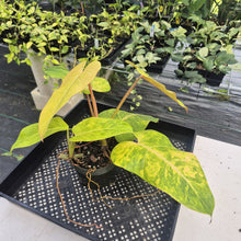 Load image into Gallery viewer, Philodendron Goldiana exact plant, Fedex 2day
