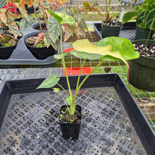 Load image into Gallery viewer, Alocasia Macrorrhiza Schock Treatment, Exact Plant Variegated Ships Nationwide
