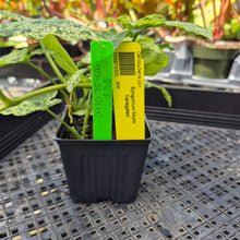 Load image into Gallery viewer, Syngonium Mojito, Exact Plant Variegated Ships Nationwide
