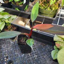 Load image into Gallery viewer, Philodendron Orange Princess, Exact Plant Variegated Ships Nationwide
