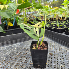 Load image into Gallery viewer, Monstera Adansonii Laniata Albo, Exact Plant Variegated Ships Nationwide

