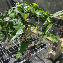 Load image into Gallery viewer, Philodendron Thaumatophyllum Goeldii X Selloum African Fantasy, Exact Plant
