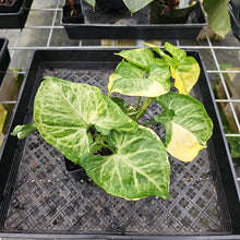Load image into Gallery viewer, Syngonium Mango Allusion, Orm Thong, Exact Plant Variegated Ships Nationwide
