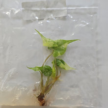 Load image into Gallery viewer, Alocasia Stingray variegated tissue culture 2DayAir

