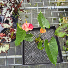 Load image into Gallery viewer, Anthurium Shibori, Exact Plant Variegated
