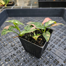 Load image into Gallery viewer, Syngonium Red Spot Tricolor, Exact Plant Variegated multi pot Ships Nationwide
