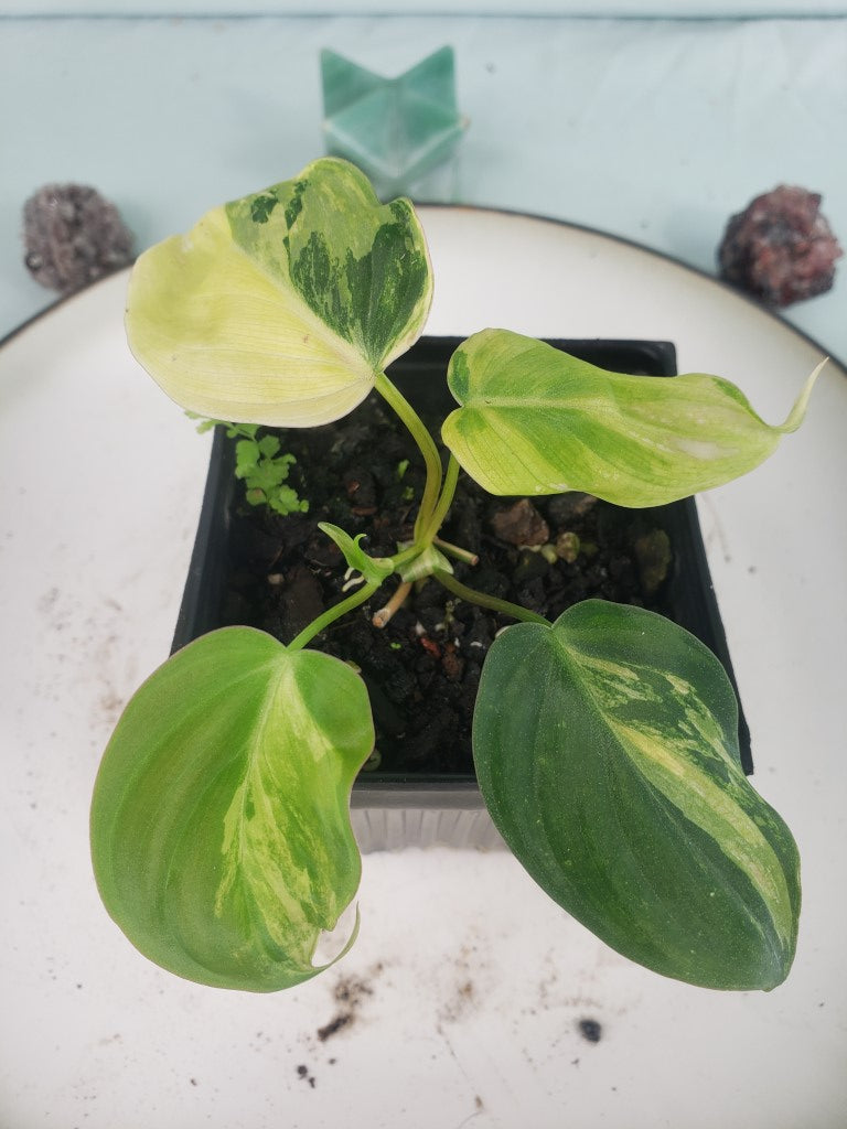 Micans Aurea, exact plant, variegated Philodendron Hederaceum, ships nationwide