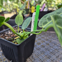 Load image into Gallery viewer, Anthurium Warocqueanum, Queen, Exact Plant Ships Nationwide
