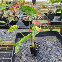 Load image into Gallery viewer, Alocasia Macrorrhiza Schock Treatment, Exact Plant Variegated Ships Nationwide
