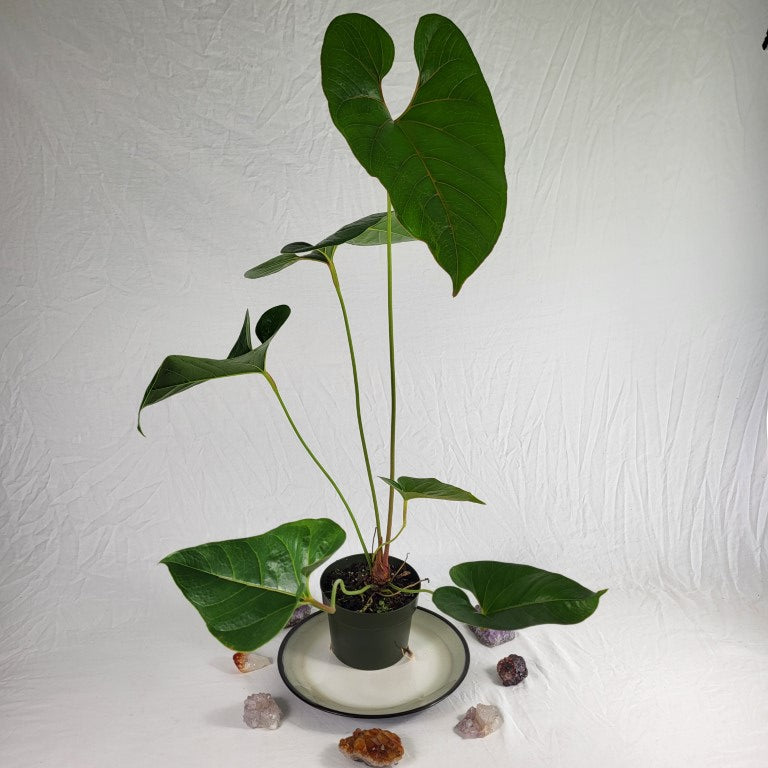 Anthurium Decipiens, Exact Plant