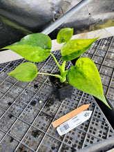 Load image into Gallery viewer, Alocasia Cucullata, Exact Plant Variegated Ships Nationwide
