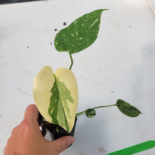 Load image into Gallery viewer, Monstera deliciosa green snow, Exact Plant Ships Nationwide
