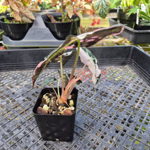 Load image into Gallery viewer, Alocasia Polly Snowflake Pink variegated 2.5" pot, Fedex 2day*
