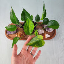 Load image into Gallery viewer, Epipremnum Aureum Jessenia Pothos Variegated 4&quot; pot, ships nationwide
