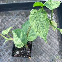 Load image into Gallery viewer, Philodendron Hederaceum, Heart Leaf, Exact Plant Variegated Ships Nationwide
