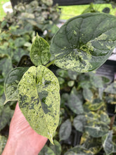 Load image into Gallery viewer, Alocasia Dragon Scale Mint variegated 2.5" pot, Fedex 2day*
