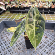 Load image into Gallery viewer, Alocasia Sedenii Aurea Variegated exact plant, Fedex 2day*
