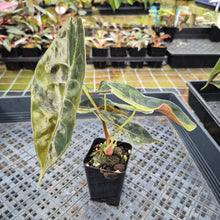 Load image into Gallery viewer, Alocasia Sedenii Aurea Variegated exact plant, Fedex 2day*
