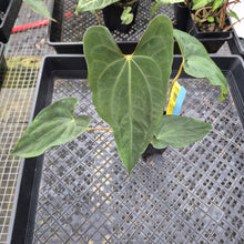 Load image into Gallery viewer, Anthurium Papillilaminum Fort Sherman X ( FS X Ralph Lynam)Ships Nationwide
