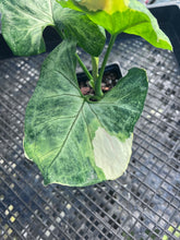 Load image into Gallery viewer, Syngonium Mango Allusion, Orm Thong, Exact Plant Variegated Ships Nationwide
