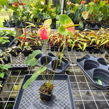 Load image into Gallery viewer, Anthurium Anuenue Obake Bicolor pink/green Fedex 2day
