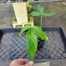 Load image into Gallery viewer, Philodendron Tripartitum, Exact Plant Ships Nationwide
