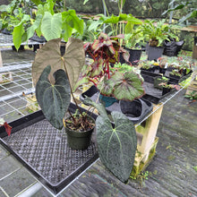 Load image into Gallery viewer, Anthurium Ace Of Spades X Papillilaminum, Exact Plant
