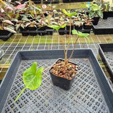 Load image into Gallery viewer, Alocasia Stingray aurea variegated exact plant, Fedex 2day*
