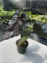 Load image into Gallery viewer, Anthurium Moodeanum, Exact Plant
