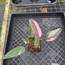 Load image into Gallery viewer, Philodendron Pink Princess Galaxy Variegated 4" pot, Fedex 2day*
