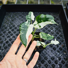 Load image into Gallery viewer, Alocasia Odora, Okinawa Silver, Exact Plant Variegated Multi pot
