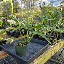 Load image into Gallery viewer, Monstera Burle Marx Flame, Exact Plant Ships Nationwide
