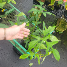 Load image into Gallery viewer, Philodendron Quercifolium x Pedatum, Exact Plant Ships Nationwide
