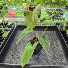 Load image into Gallery viewer, Anthurium Papillilaminum Fort Sherman X Ralph Lynam, Exact Plant Ships Nationwide

