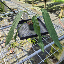 Load image into Gallery viewer, Anthurium Spectabile, Exact Plant
