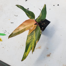 Load image into Gallery viewer, Philodendron Strawberry Shake, Exact Plant Variegated Ships Nationwide
