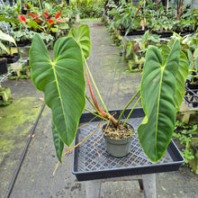 Load image into Gallery viewer, Philodendron Esmeraldense exact plant, Fedex 2day*
