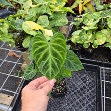 Load image into Gallery viewer, Philodendron Verrucosum, Exact Plant Ships Nationwide
