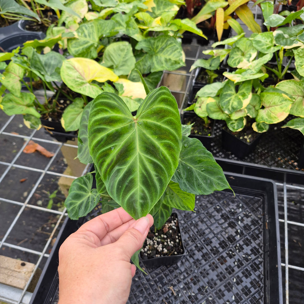 Philodendron Verrucosum, Exact Plant Ships Nationwide