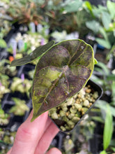 Load image into Gallery viewer, Alocasia Azlanii Aurea variegated 2.5" pot, Fedex 2day*
