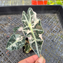 Load image into Gallery viewer, Alocasia Polly Snowflake Pink variegated 2.5" pot, Fedex 2day*
