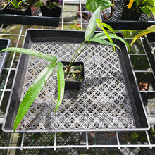 Load image into Gallery viewer, Anthurium Polydactylum, Exact Plant
