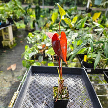 Load image into Gallery viewer, Anthurium Red Beauty, Exact Plant
