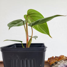Load image into Gallery viewer, Philodendron Sodiroi True Form, Exact Plant
