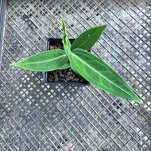 Load image into Gallery viewer, Anthurium Warocqueanum, Queen, Exact Plant Ships Nationwide
