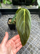 Load image into Gallery viewer, Philodendron Gigas, Exact Plant Ships Nationwide

