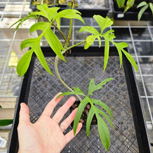 Load image into Gallery viewer, Philodendron Quercifolium, Exact Plant Ships Nationwide

